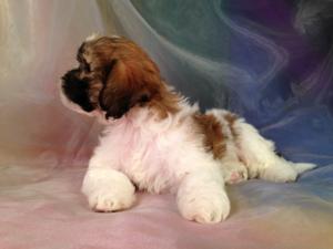 Teddy Bear Puppy #6 Lhasa Bichon Born 8-9-14 Mixed Breed Puppies can be Sent Home at Eight Weeks.  Just a Short Drive for Customers From IL, WI, IA, and MN.